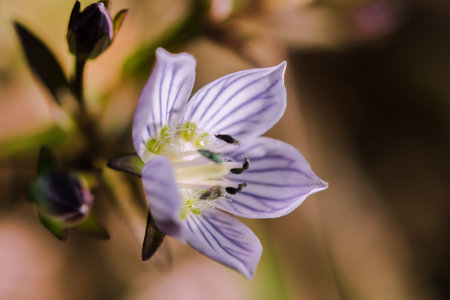 Swertia striata Coll, Gentianaceae White flowers blooming in nature, found in Burma and northern Thailand.の写真素材