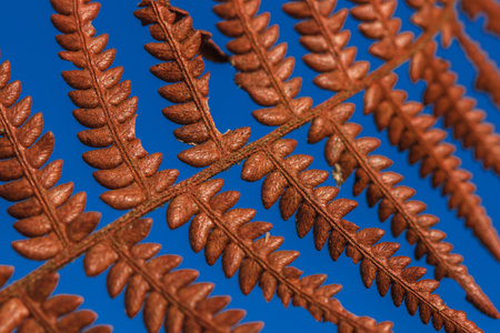 Brown Dry Fern Leaf On Sky Background, Dry Fern Leaf Background.の写真素材