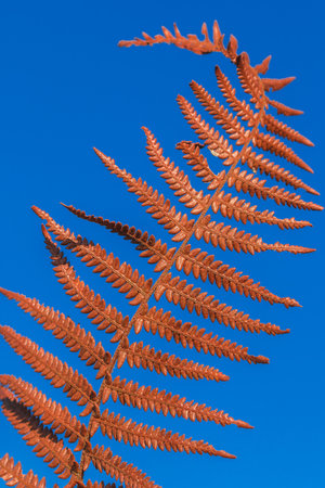 Brown Dry Fern Leaf On Sky Background, Dry Fern Leaf Background.の写真素材