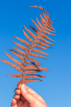 Woman hand holding brown dry fern leaves on sky background,の写真素材