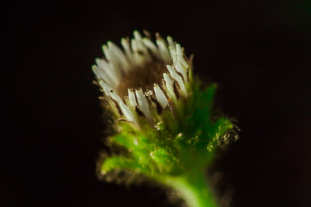 Aster ageratoides white flowers with yellow stamens. , Found in northern Thailand on the Chiang Dao mountain rangeの写真素材
