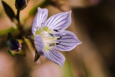 Swertia striata Coll, Gentianaceae White flowers blooming in nature, found in Burma and northern Thailand.の写真素材