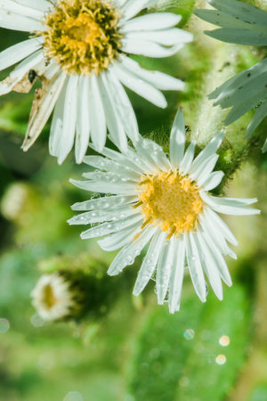 Water droplets on Aster ageratoides blooming white flowers with yellow stamens.の写真素材