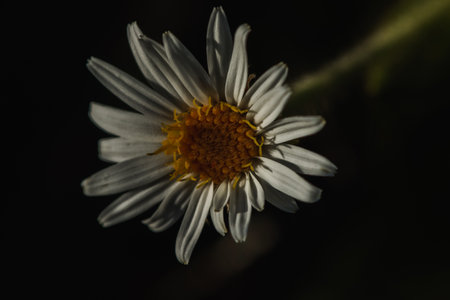 Aster ageratoides white flowers with yellow stamens. , Found in northern Thailand on the Chiang Dao mountain rangeの写真素材