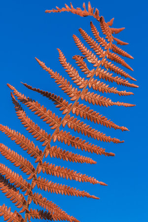 Brown Dry Fern Leaf On Sky Background, Dry Fern Leaf Background.の写真素材