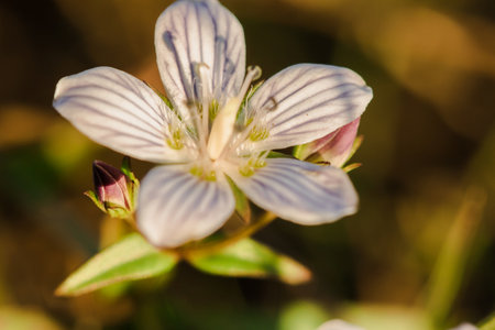 Swertia striata Coll. Beautiful white blooming in nature. Found in Burma and northern Thailand.の写真素材