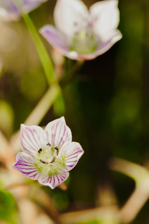 Swertia striata Coll. Beautiful white blooming in nature. Found in Burma and northern Thailand.の写真素材