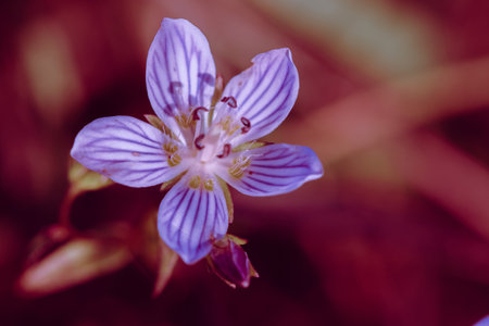 Swertia striata Coll. Beautiful white blooming in nature. Found in Burma and northern Thailand.の写真素材