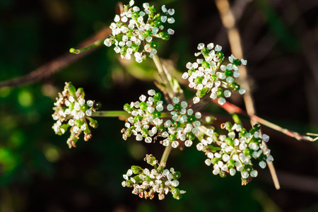 Tiny white flowers in nature White flowers
Scientific name Peucedanum dhana
Family: APIACEAE or UMBELLIFERAE, found in Burma and northern Thailand.の写真素材