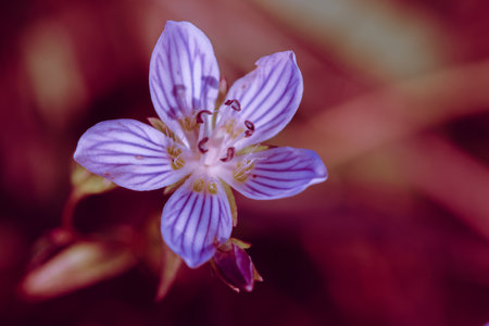 Swertia striata Coll. Beautiful white blooming in nature. Found in Burma and northern Thailand.の写真素材