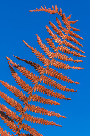 Brown Dry Fern Leaf On Sky Background, Dry Fern Leaf Background.の写真素材