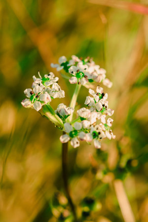 Tiny white flowers in nature White flowers
Scientific name Peucedanum dhana
Family: APIACEAE or UMBELLIFERAE, found in Burma and northern Thailand.の写真素材