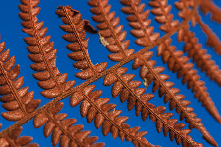 Brown Dry Fern Leaf On Sky Background, Dry Fern Leaf Background.の写真素材
