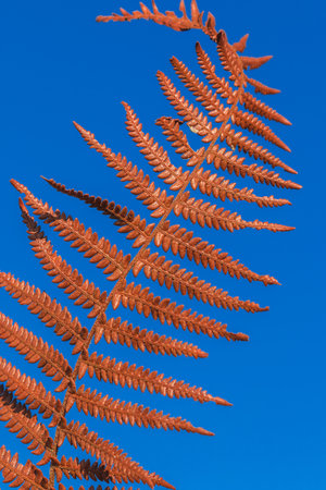 Brown Dry Fern Leaf On Sky Background, Dry Fern Leaf Background.の写真素材