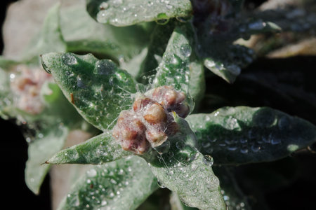 Stachis is an annual plant of the Lamiaceae family. It grows well in open ground.の写真素材