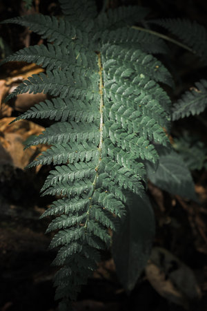 Green fern leaves in nature, wallpaper with fern leaf pattern, green fern leaf background.の写真素材