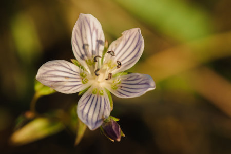 Swertia striata Coll. Beautiful white blooming in nature. Found in Burma and northern Thailand.の写真素材