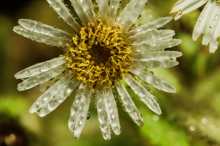 Water droplets on Aster ageratoides blooming white flowers with yellow stamens.の写真素材