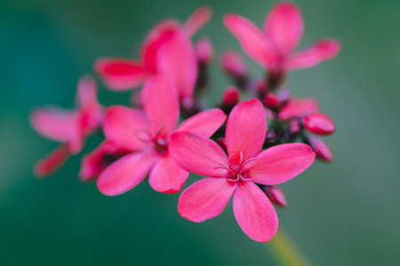 Peregrina, Spicy Jatropha, a red flower cluster at the end of the branch. It is a popular garden plant.の写真素材