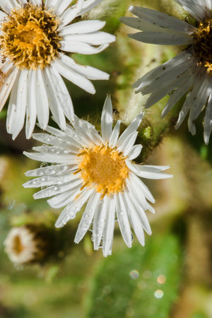 Water droplets on Aster ageratoides blooming white flowers with yellow stamens.の写真素材