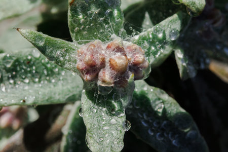 Water droplets on Stachis leaves are an annual Lamiaceae plant that grows well in open ground.の写真素材