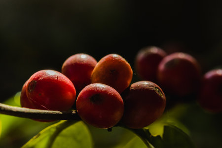 Red coffee beans on the branches waiting to be harvested.の写真素材