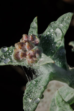 Water droplets on Stachis leaves are an annual Lamiaceae plant that grows well in open ground.の写真素材