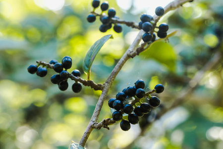 Antidesma thwaitesianum On the fully ripe branches turn black Classified as a wild fruitの写真素材