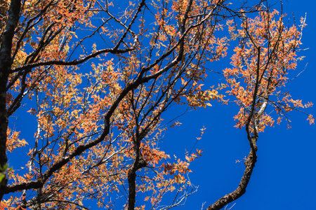 The leaves begin to turn orange in summer.
Orange leaf in the sky backgroundの写真素材