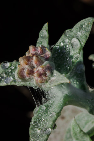 Water droplets on Stachis leaves are an annual Lamiaceae plant that grows well in open ground.の写真素材
