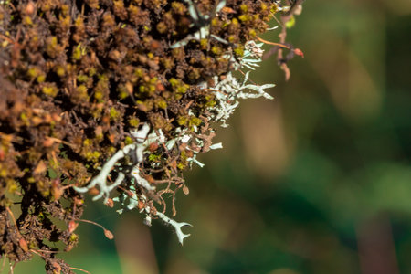 Lichens and mosses on trees in natural forests. It starts to dry out as you enter the summer.の写真素材