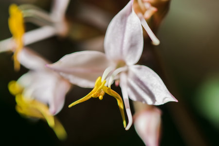 White orchids with yellow stamens in the forest blooming.の写真素材