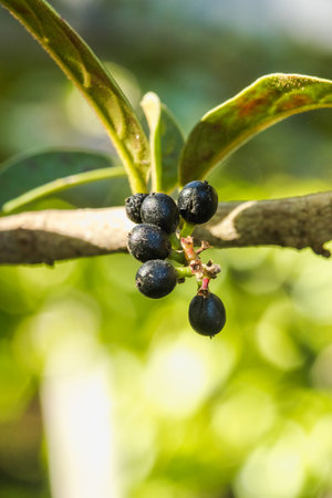 Antidesma thwaitesianum On the fully ripe branches turn black Classified as a wild fruitの写真素材