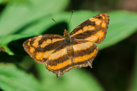 A butterfly on a leaf, Athyma nefte, is found in open, forested areas.の写真素材