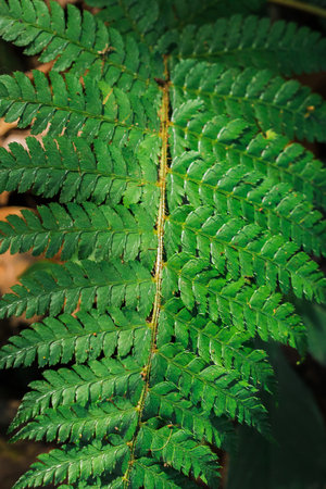Green fern leaves in nature, wallpaper with fern leaf pattern, green fern leaf background.の写真素材