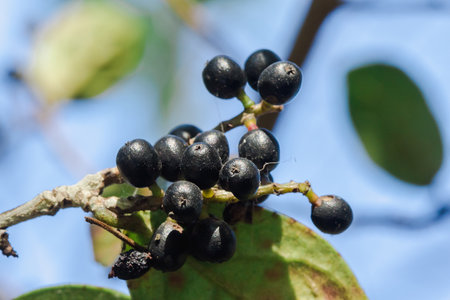 Antidesma thwaitesianum On the fully ripe branches turn black Classified as a wild fruitの写真素材