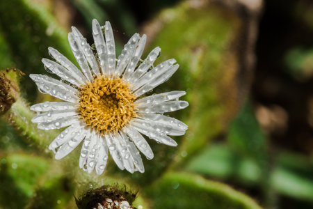 Water droplets on Aster ageratoides blooming white flowers with yellow stamens.の写真素材