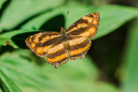 A butterfly on a leaf, Athyma nefte, is found in open, forested areas.の写真素材