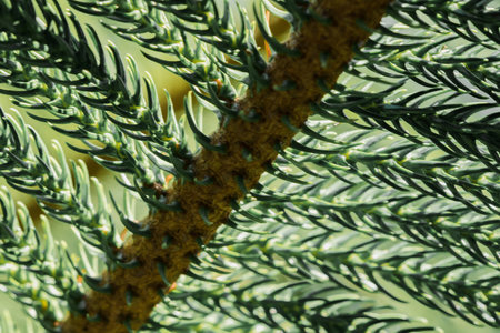 Description of Norfolk island pine, Norfolk island pine is one of the most popular types of ornamental pine.の写真素材
