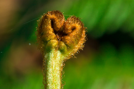 Top green fern curls Macro shot, ferns are green plants without flowers in the forest.の写真素材