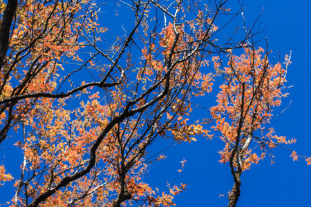 The leaves begin to turn orange in summer.
Orange leaf in the sky backgroundの写真素材