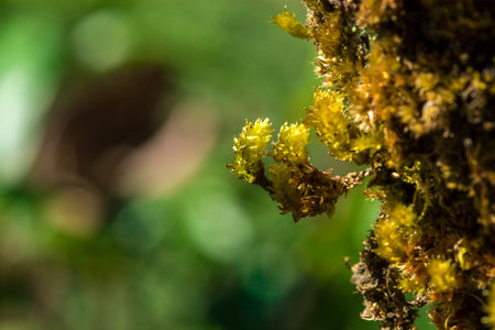 Green moss on the trees in the natural forest indicates moisture.の写真素材