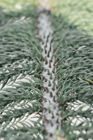 Description of Norfolk island pine, Norfolk island pine is one of the most popular types of ornamental pine.の写真素材