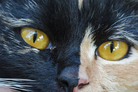 The cat has outstanding yellow eyes looking.の写真素材