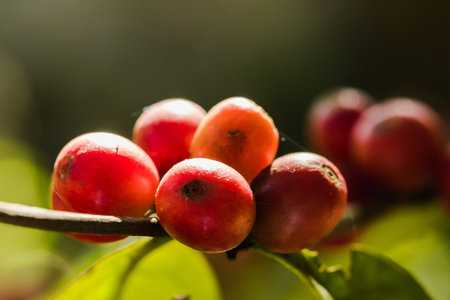 Red coffee beans on the branches waiting to be harvestedの写真素材