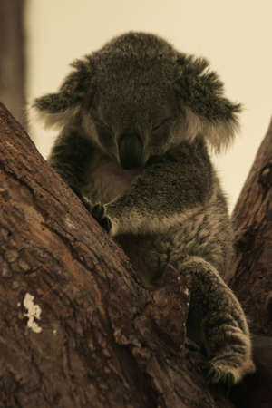 Koala fell asleep in the tree. Usually koalas move slowly. Spend 16â24 hours of sleep per day. To maintain energyの写真素材