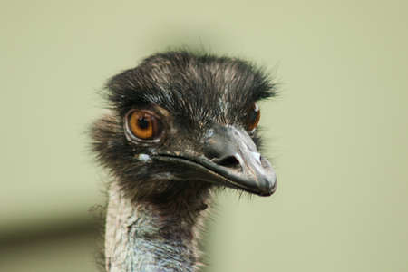 Ostrich's head in the Ostrich Zoo, (Struthio camelus) is the largest bird in the world. Has an average height of 2.5 meters.の写真素材