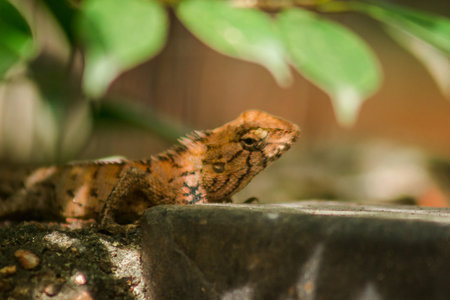 The brown chameleon lies on the rock, camouflage in harmony with nature.の写真素材