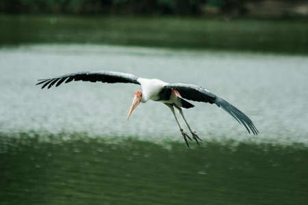 Painted Stork is flying over the pond. To feed on the herd in shallow waters along rivers or lakesの写真素材