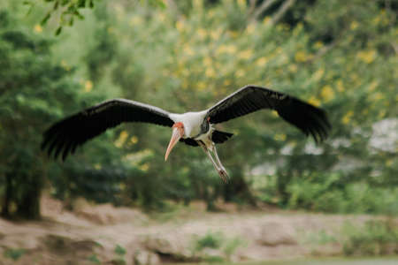 Painted Stork is flying over the pond. To feed on the herd in shallow waters along rivers or lakesの写真素材